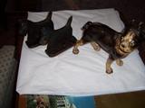 Iron Scotty bookends, Iron Bulldog doorstop