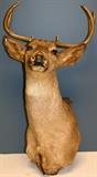Lot#350, DEER TROPHY MOUNT, H 35" W 17"6-point shoulder trophy mount;