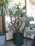One of the jade trees - probably 3 1/2 feet tall