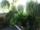 another view of the plant room