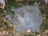 Turtle stepping stone