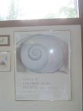 Framed art poster of1976 Metropolitan Art Festival, 1976 Georgia O'keefe's shell