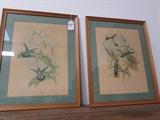 Gould Hummingbird framed prints