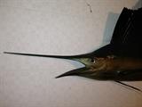 Taxidermy Swordfish