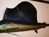 Beautiful Large taxidermy Sword Fish