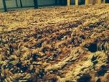 Lot #52 
Vintage Shag rug 9' x 12' brown tones It measures 9 feet x 12 feet