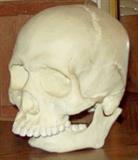 Human skull replica.