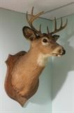 Deer Head