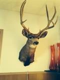 deer mounts several
