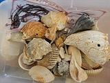 Sea shell collection