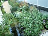 vast amount of landscaping, bushes, small trees, roses, and more