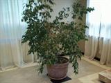 Just one of many healthy large plants in the home
