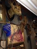 Taxidermy Deer Heads 