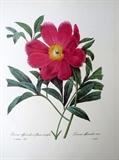 vintage botanical flower print