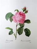 vintage botanical flower print