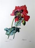 vintage botanical flower print
