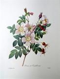 vintage botanical flower print
