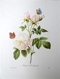vintage botanical flower print
