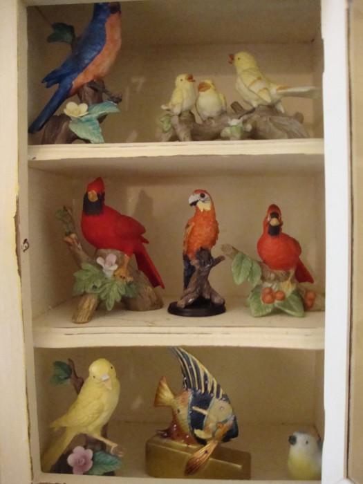 bird collection