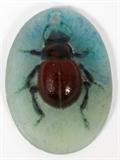 Lot#1266, FRENCH PATE DE VERRE SCARAB MEDALLION, L 1 1/2"Oval shape with raised figure of a brown scarab, or beetle, on a shaded blue to green ground.  No apparent markings.