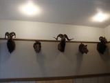 Taxidermy Head Mounts