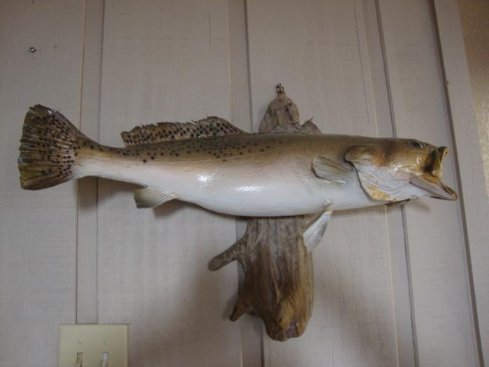 Taxidermy Fish