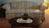 Sofa with matching loveseat and 2 wingback chairs