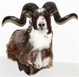Lot#2, EUROPEAN MOUFLON SHEEP, SHOULDER TROPHY MOUNT, H 26", W 25"