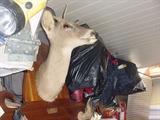 Mounted deer head