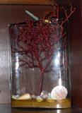 Coral displayed in glass