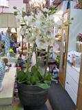 Lovely Orchid Plant