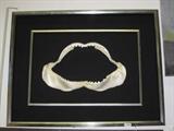 Giant Shark Jaw and Teeth. $1000