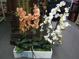 Beautiful Silk Orchids