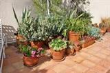 Mature Potted Plantings |
A nice group of mature potted trees, plants and succulents.