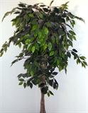 Tall potted ficus tree.