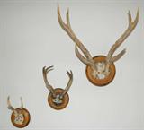 Mounted antlers