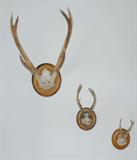 mounted antlers