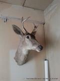 Taxidermy deer mount