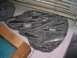 a large fossil. about 12" wide