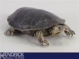Taxidermy Turtle
