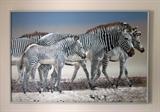 Very large original oil painting "zebras" on stretched canvas, signed.