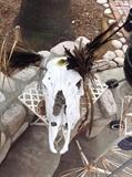 Cow skull.