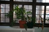 Large Plant