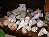 Large sea shell collection