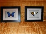 Butterfly  pictures.  These  are  art,  not  real  butterflies