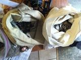 bags of old USA and foreign coins