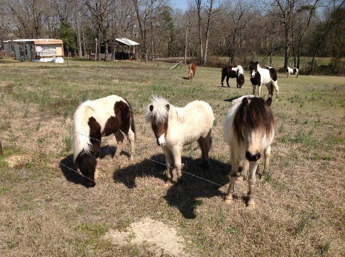 Ponies! Yes, we are auctioning PONIES! Call for more information.