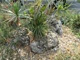 Fossilized coral rock garden accent boulders