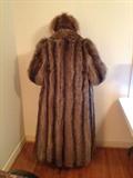 beautiful Full length raccoon, about a size 14