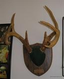 10 point Whitetail Deer Antlers mounted
